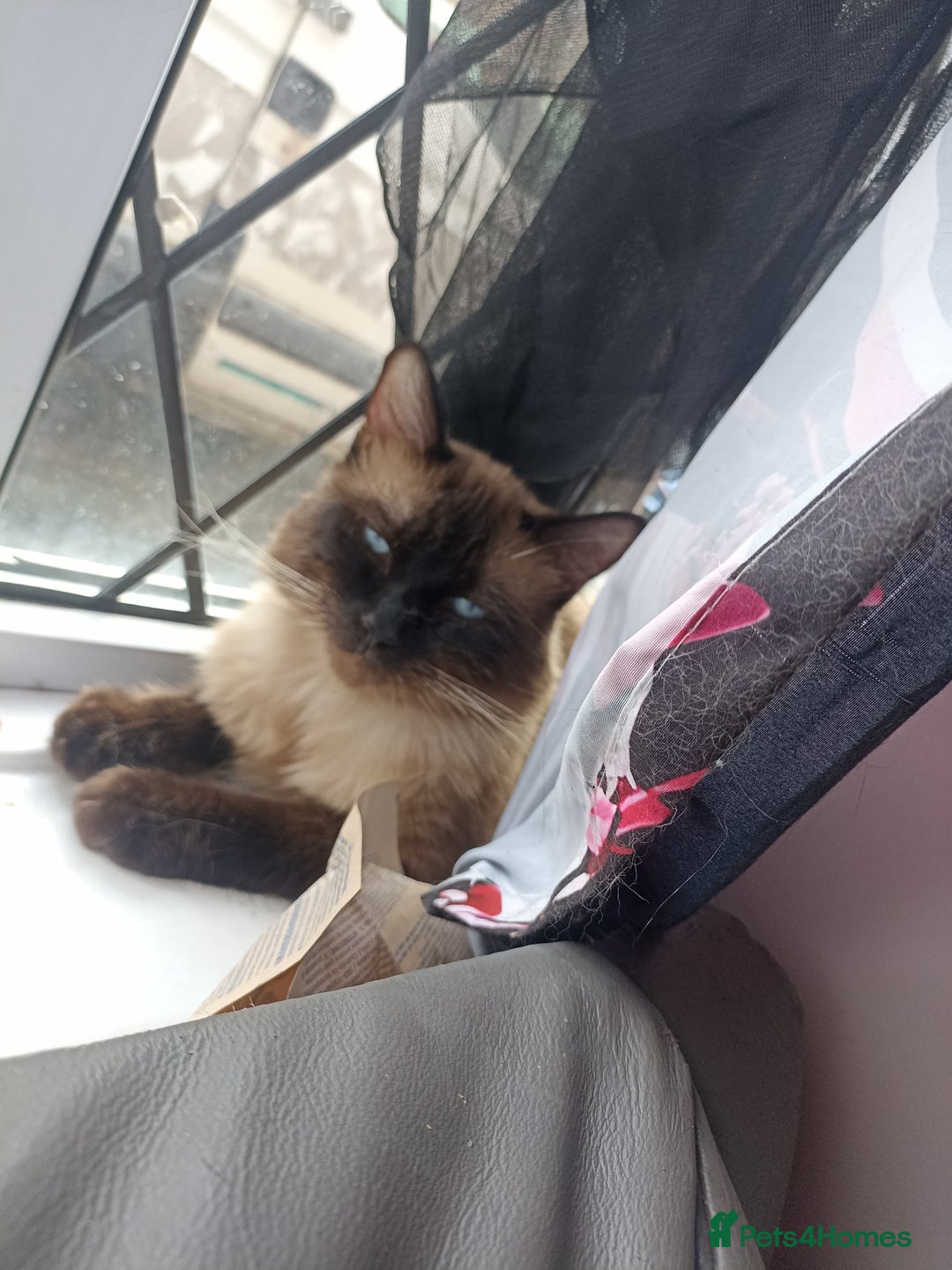 Ragdoll cats for sale: Two beautiful ragdolls - Image 1