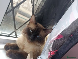 Ragdoll cats - Advert 33