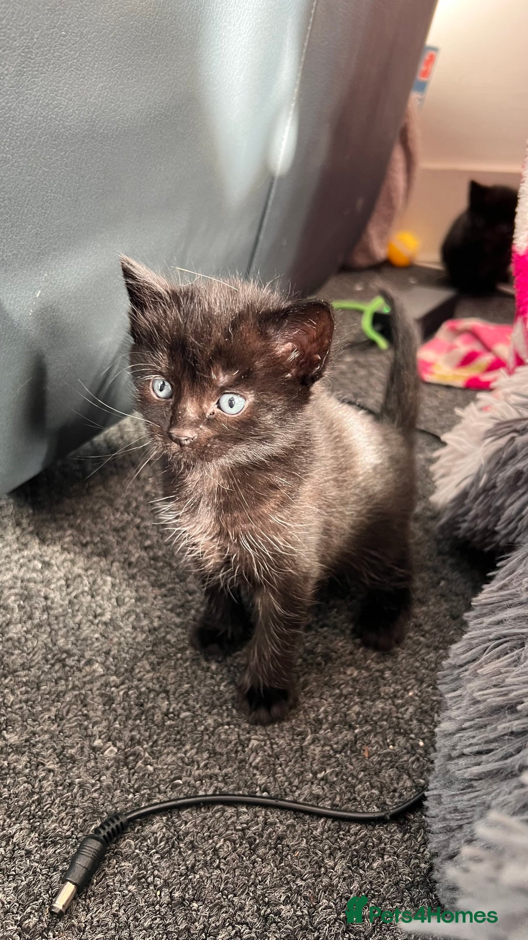 Mixed Breed cats for sale: adorable tuxedo kittens - Advert 18