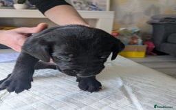 Labrador Retriever dogs for sale: Retriever Labrador puppys for sale - Image 17