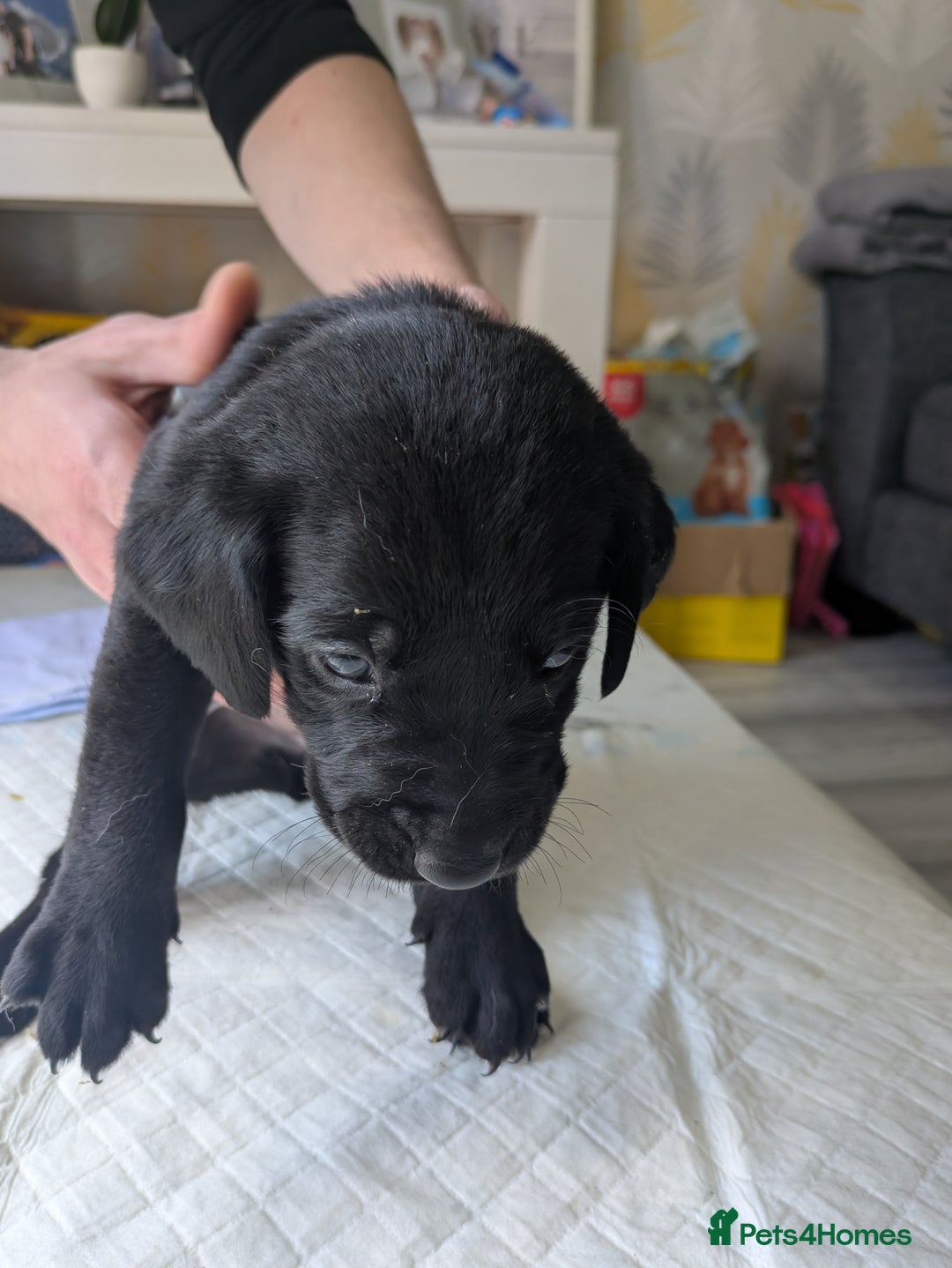 Labrador Retriever dogs for sale: Retriever Labrador puppys for sale - Image 17