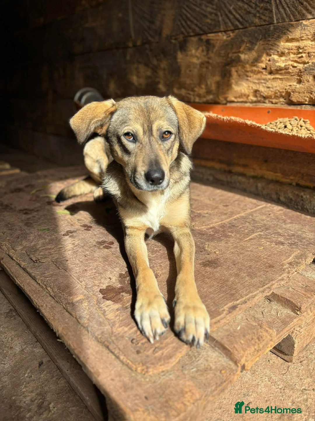 Mixed Breed dogs for adoption: Cher 💕 - Advert 2