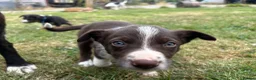 Mixed Breed dogs for sale: Welsh collie X border collie pups for sale  in Llanwrda - Advert 7
