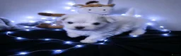 Maltese dogs for sale: 🐶4 Beautiful Maltese Puppies – 3 Boys & 1 Girl - Advert 14