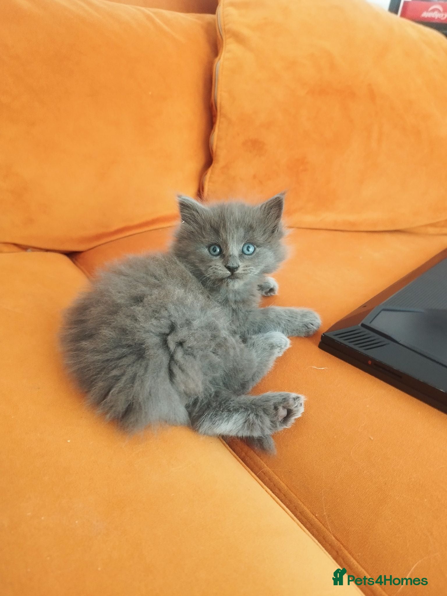 Ragdoll cats Ragdoll x British Shorthair kittens  - Advert 1