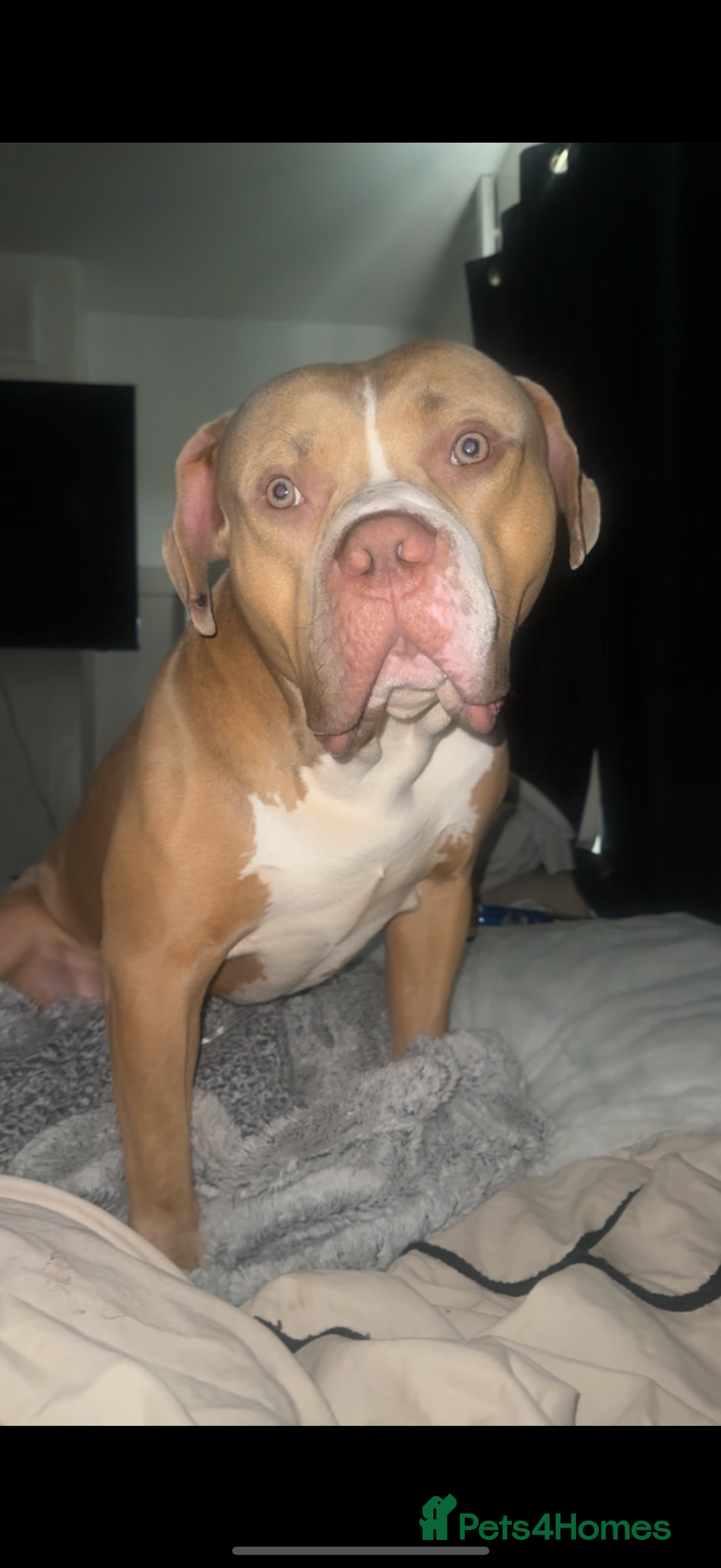 American Bulldog dogs for sale: 3 year old male American bulldog  - Image 4