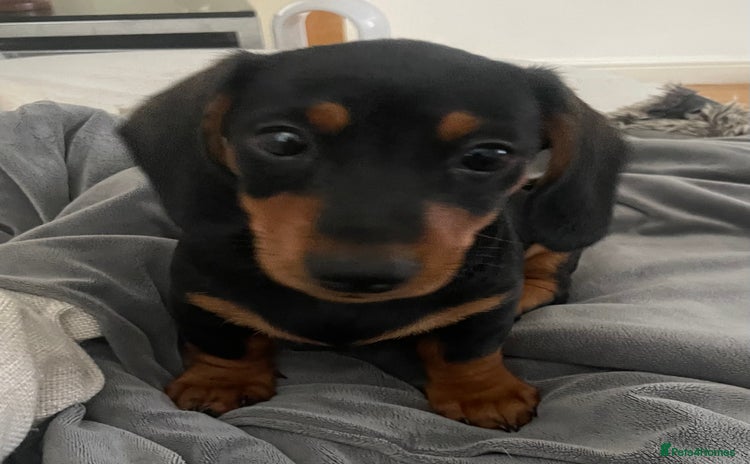 Miniature Dachshund dogs in Southsea - Advert 11