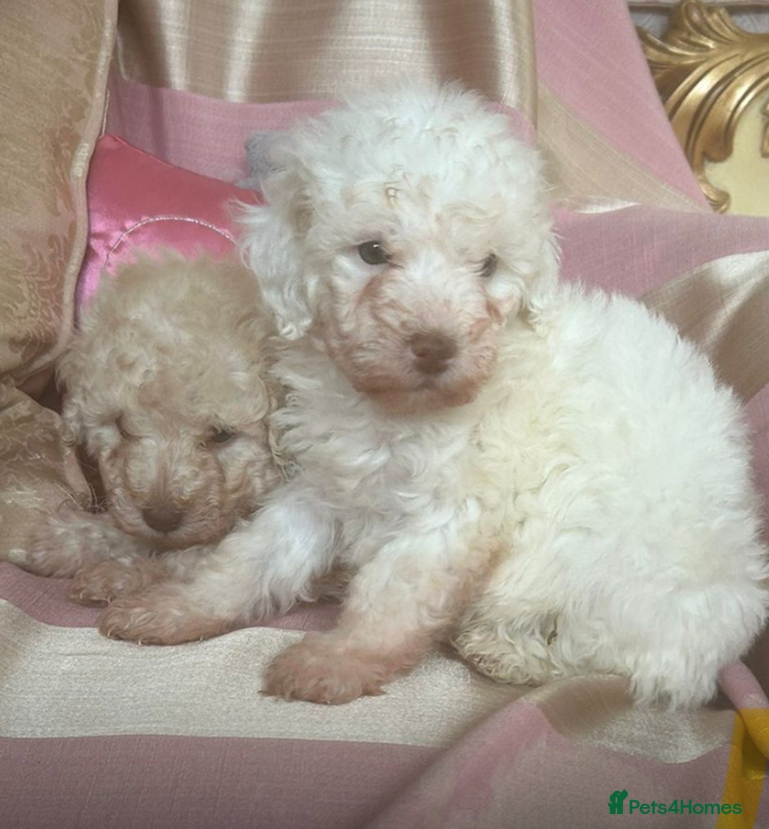 Poodle dogs for sale: Poodle 86% x cavalier DNA tested  - Image 11