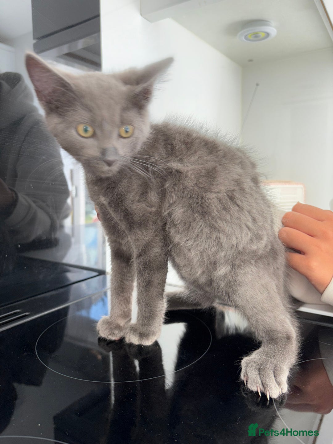Mixed Breed cats for sale: 2 Grey Kittens  - Image 13