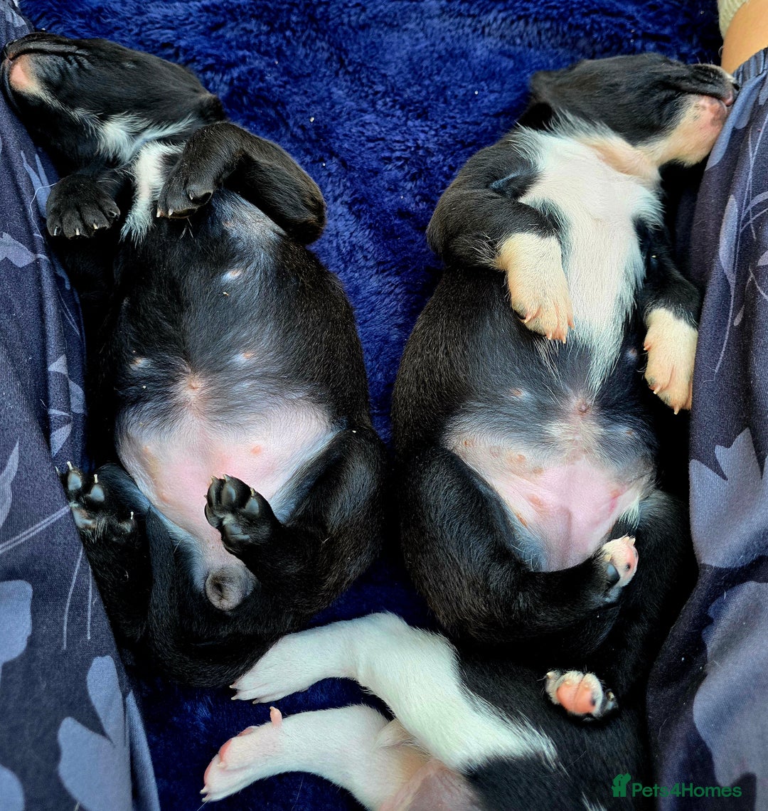 Mixed Breed dogs for sale: Short haired Collie pups - Image 6