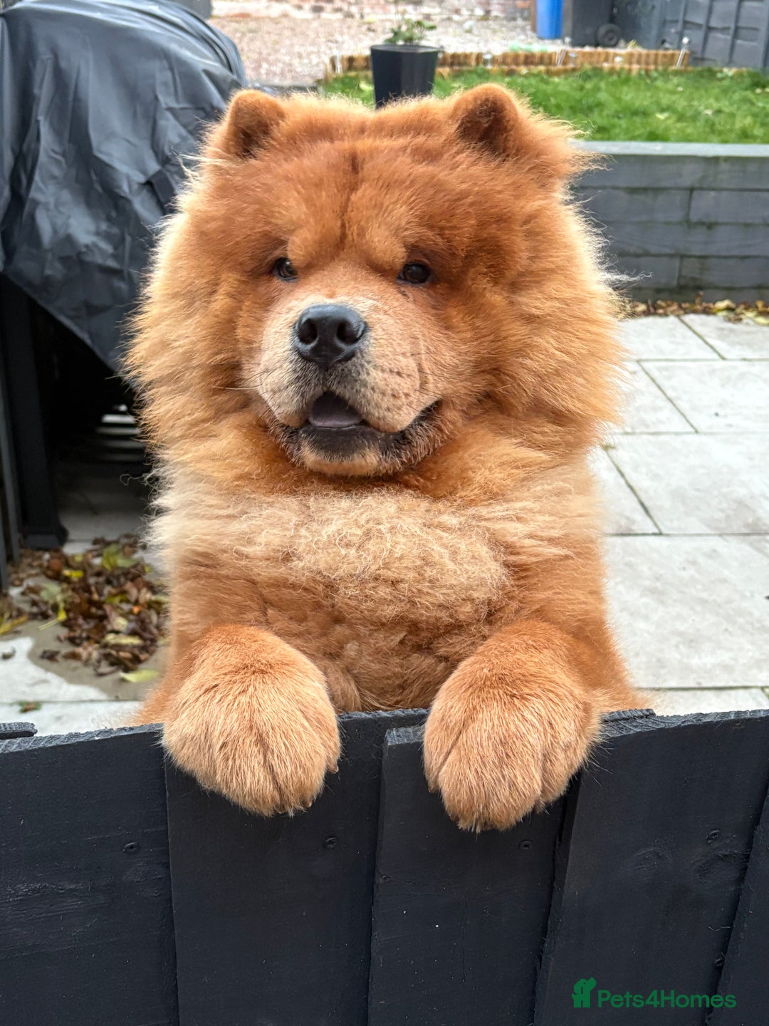 Chow Chow dogs for stud: Beautiful chow for stud - Advert 1