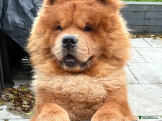 Chow Chow dogs - Advert 3