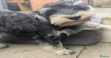 Miniature Schnauzer dogs - Advert 15