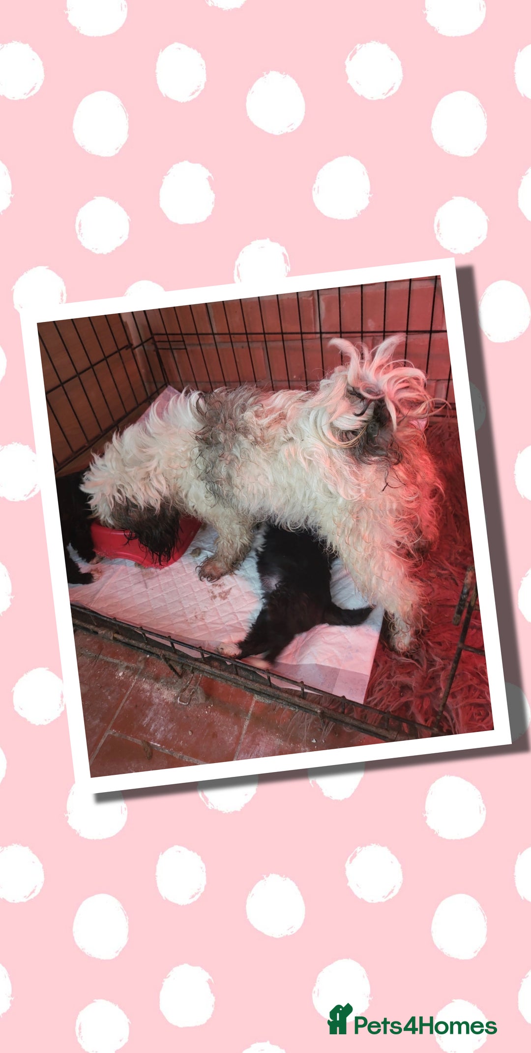 Shihpoo dogs for sale: Phantom shihpoo puppys - Advert 1