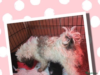 Shihpoo dogs Phantom shihpoo puppys - Advert 2