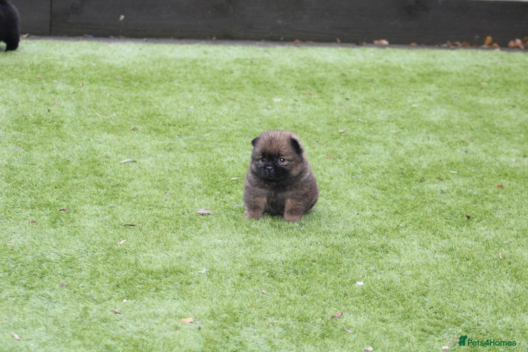 Mixed Breed dogs for sale: 🐾 Chow Chow x Japanese Chin CHINCHOWS 🐾 - Advert 12