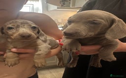 Miniature Dachshund dogs for sale: Miniature dachshunds  - Image 1