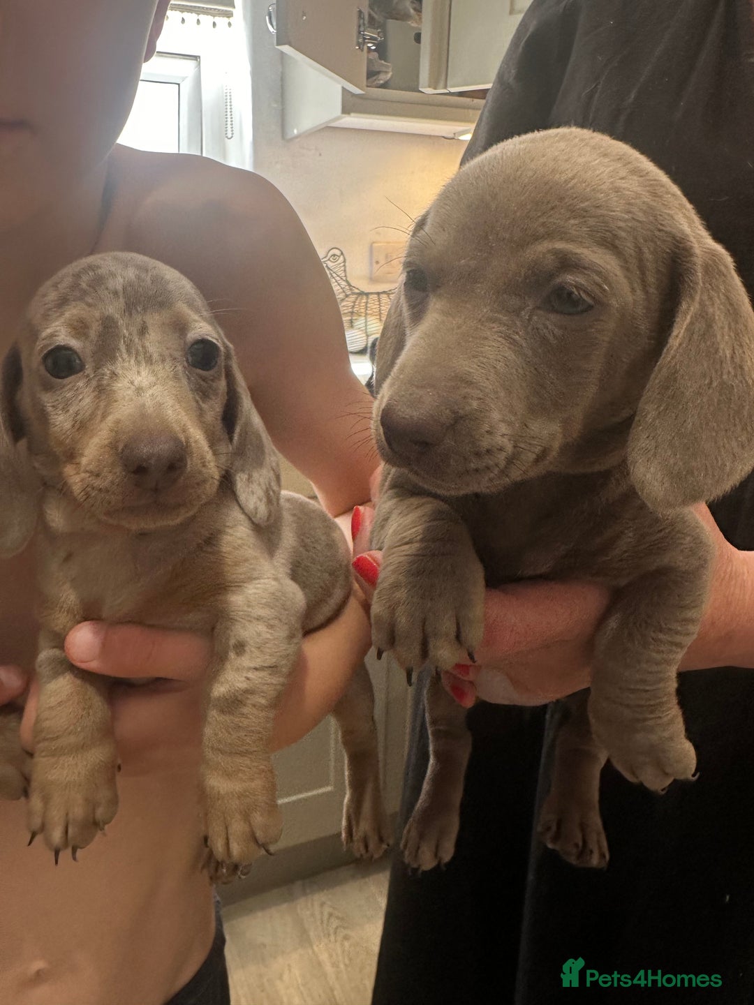 Miniature Dachshund dogs for sale: Miniature dachshunds  - Image 1