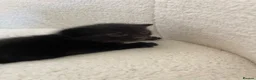 Mixed Breed cats for sale: Male and female kitten in Stoke-on-Trent - Advert 3