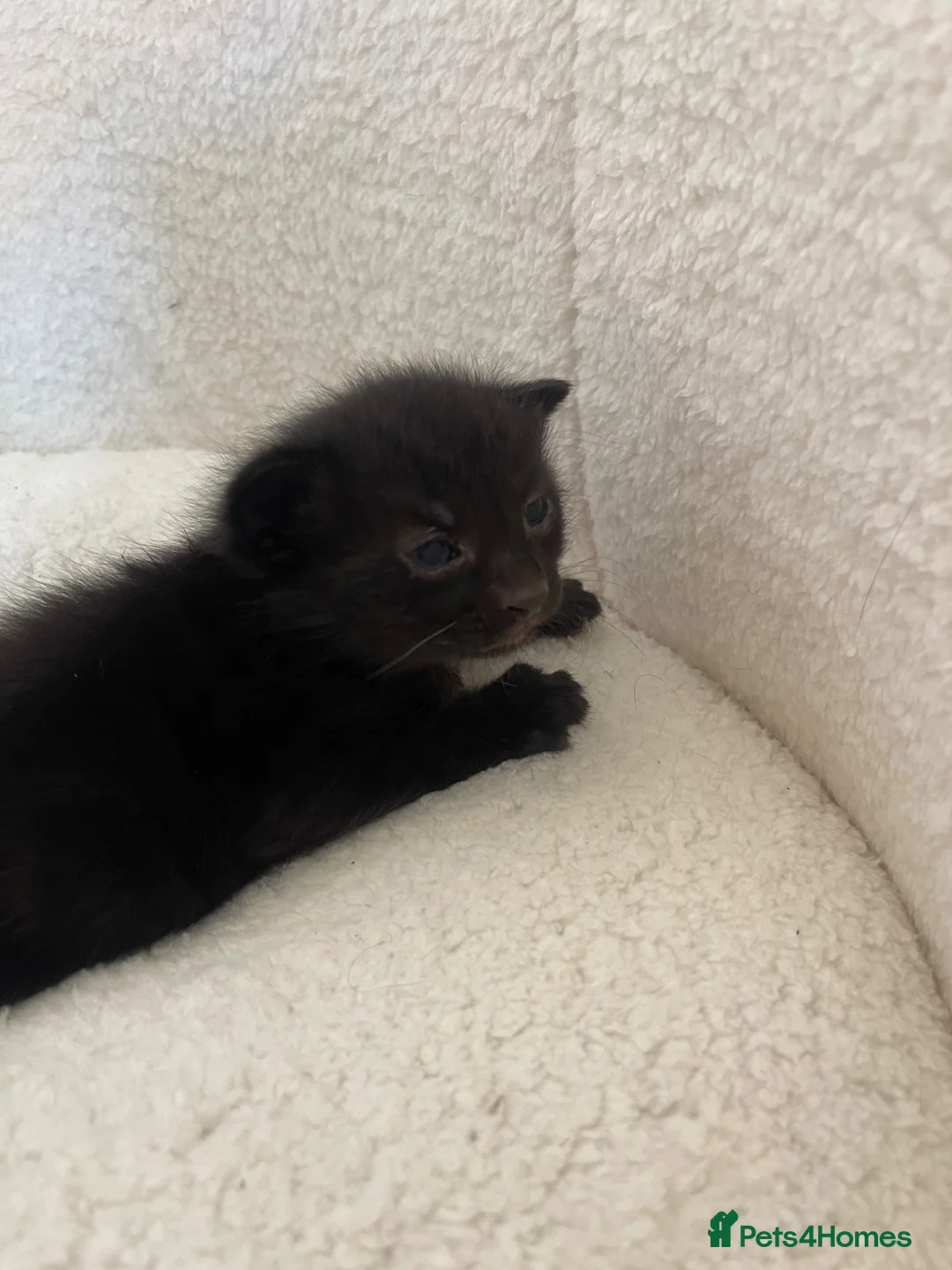 Mixed Breed cats for sale: Male and female kitten in Stoke-on-Trent - Advert 3