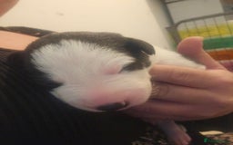 Lurcher dogs for sale: Lurcher puppies  - Image 3