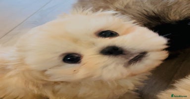 Shih Tzu dogs - Advert 4