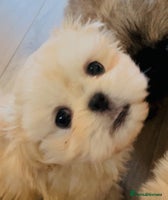 Shih Tzu dogs - Advert 16