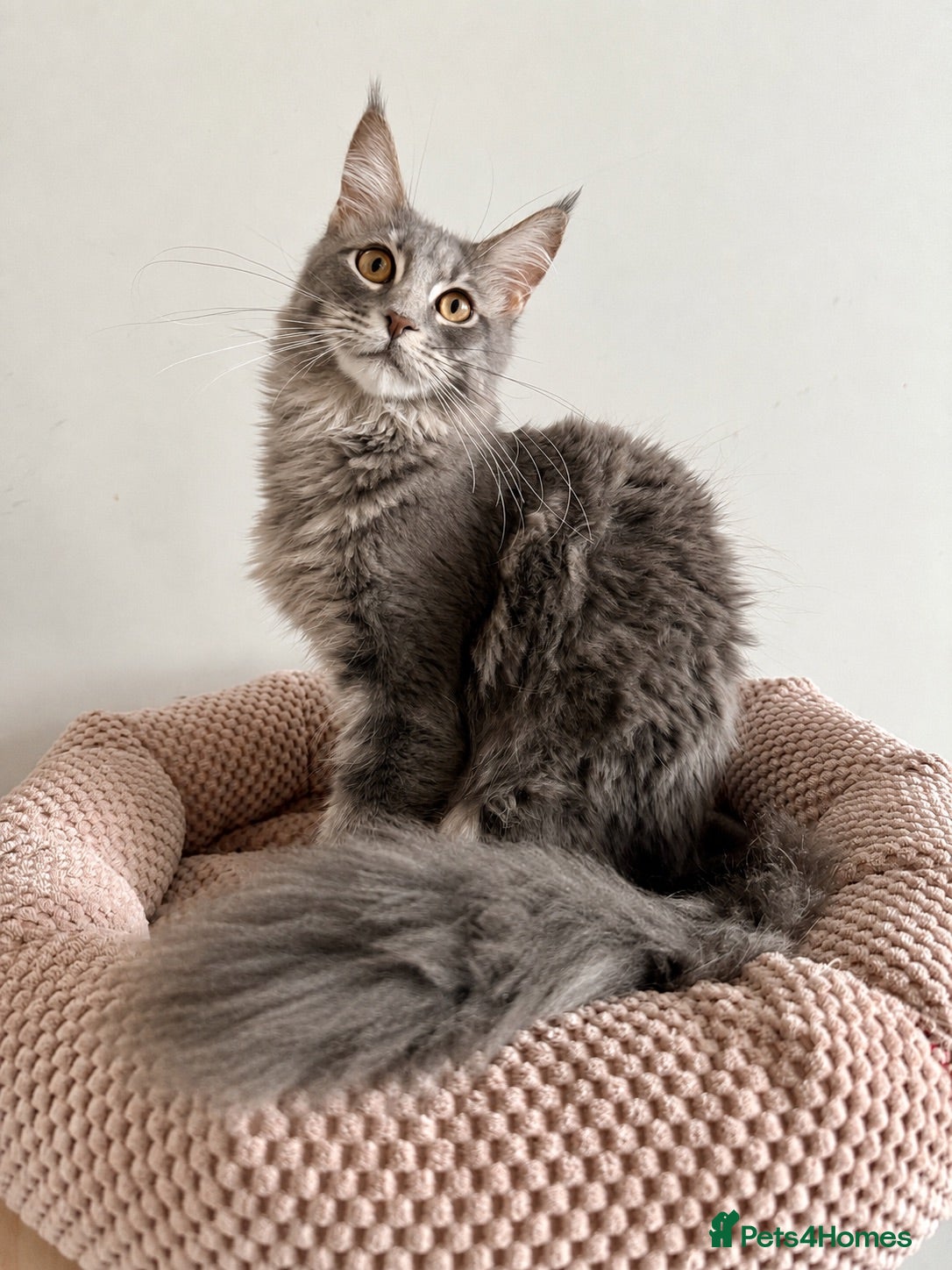 Maine Coon cats Pedigree Massive TICA registered kittens  - Advert 2