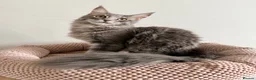 Maine Coon cats for sale: Pedigree Massive TICA registered kittens  - Advert 6