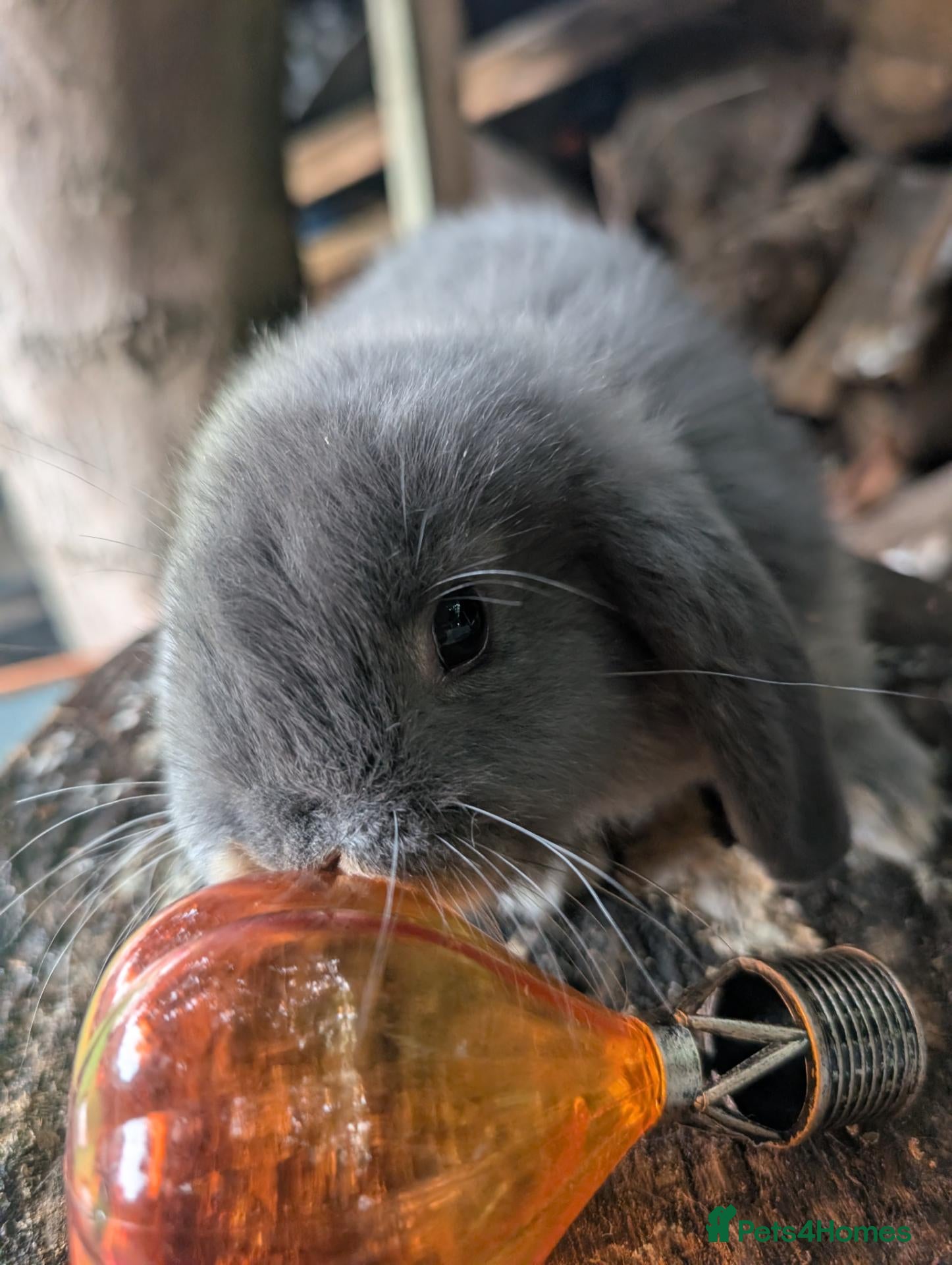Mini Lop rabbits Beautiful mini lops  - Advert 5