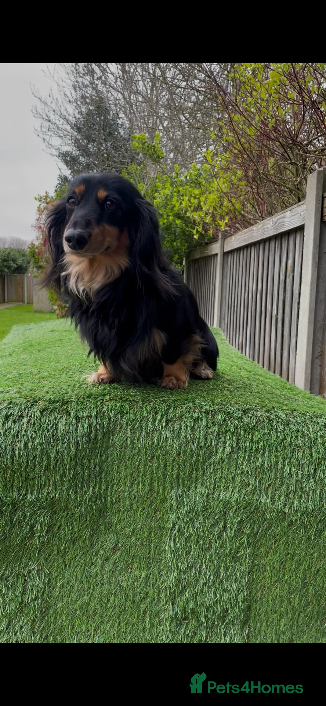 Miniature Dachshund dogs for stud: Black & Cream Miniature Dachshund Stud  in Harlow - Advert 2