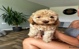 Cockapoo dogs for sale: 4 girls and 1 boy beautiful cockapoo - Image 3
