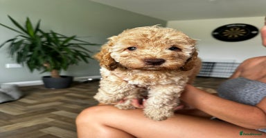 Cockapoo dogs - Advert 1