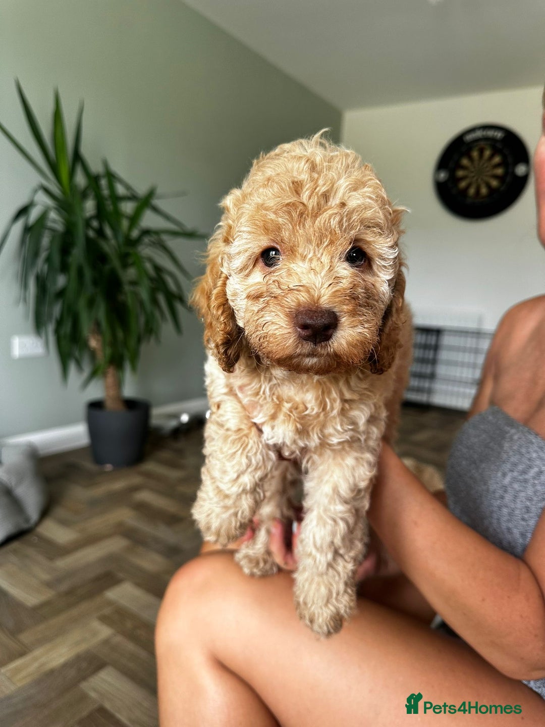 Cockapoo dogs for sale: 4 girls and 1 boy beautiful cockapoo - Image 3
