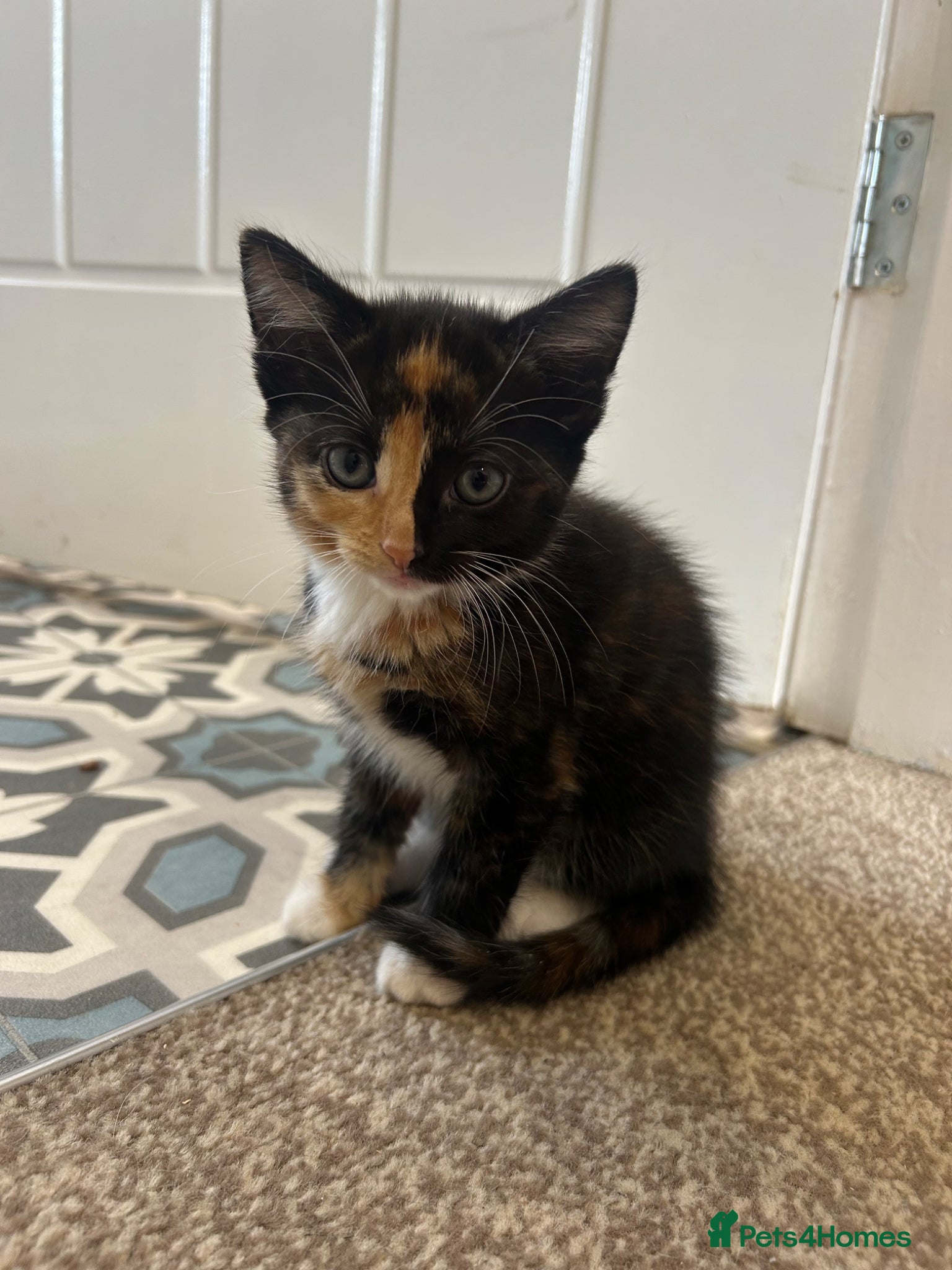 Mixed Breed cats for sale: One boy, two girls  - Advert 1
