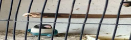 Lovebirds birds for sale: Lovebirds  - Advert 8