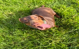 Dachshund dogs for sale: Female Dachshund - Image 3