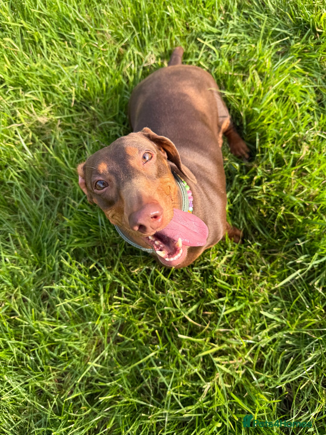 Dachshund dogs for sale: Female Dachshund - Image 3