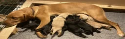 Labrador Retriever dogs for sale: RKC-registered Black and Yellow Labrador puppies in Sherborne - Advert 3
