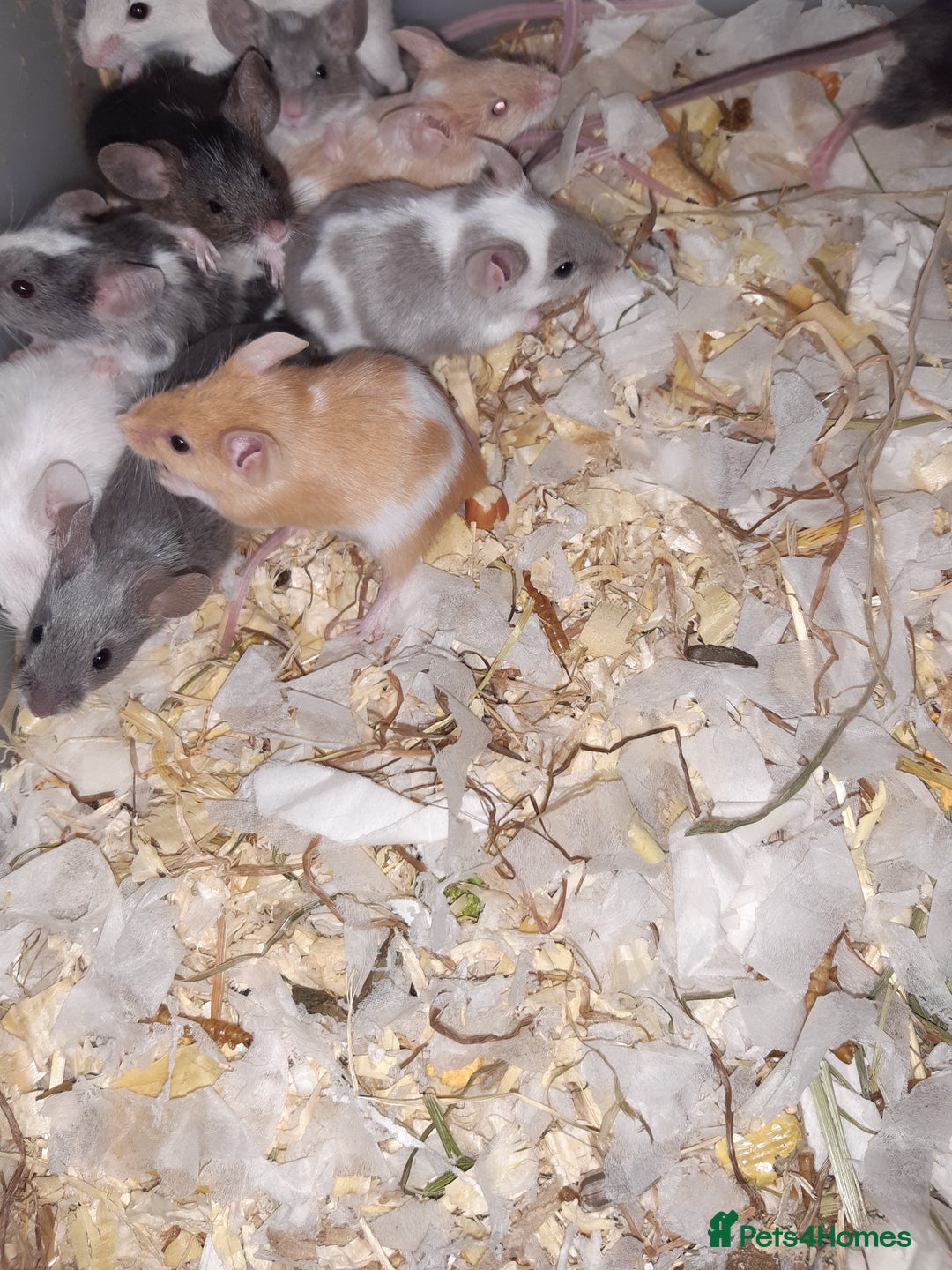 Mouse rodents for sale: Baby female fancy mice ready now - Advert 9
