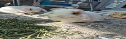 Mini Lop rabbits for sale: Beautiful mini lop girls Ready 6th  - Advert 5