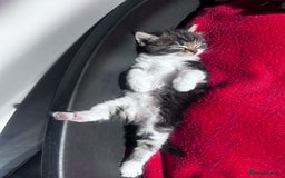 Mixed Breed cats for sale: Beautiful Playful Kittens - Image 1