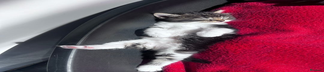 Mixed Breed Kitten 3