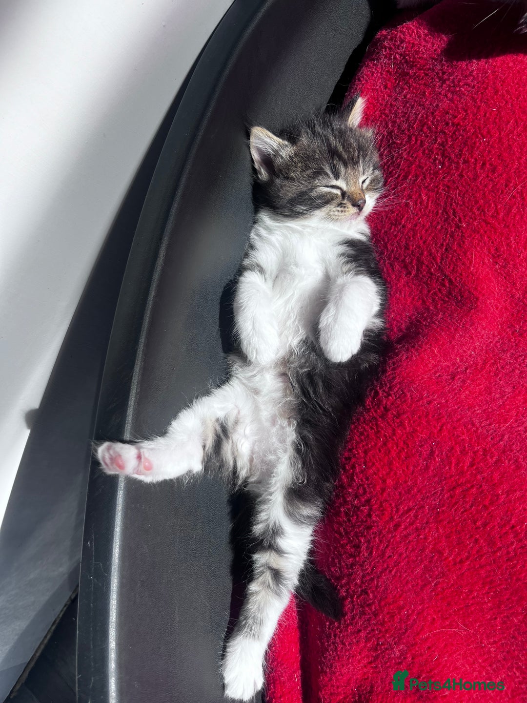 Mixed Breed cats for sale: Beautiful Playful Kittens - Image 1