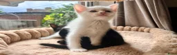 Mixed Breed cats for sale: Gorgeous Kittens - 2 Girls left in Nottingham - Advert 7