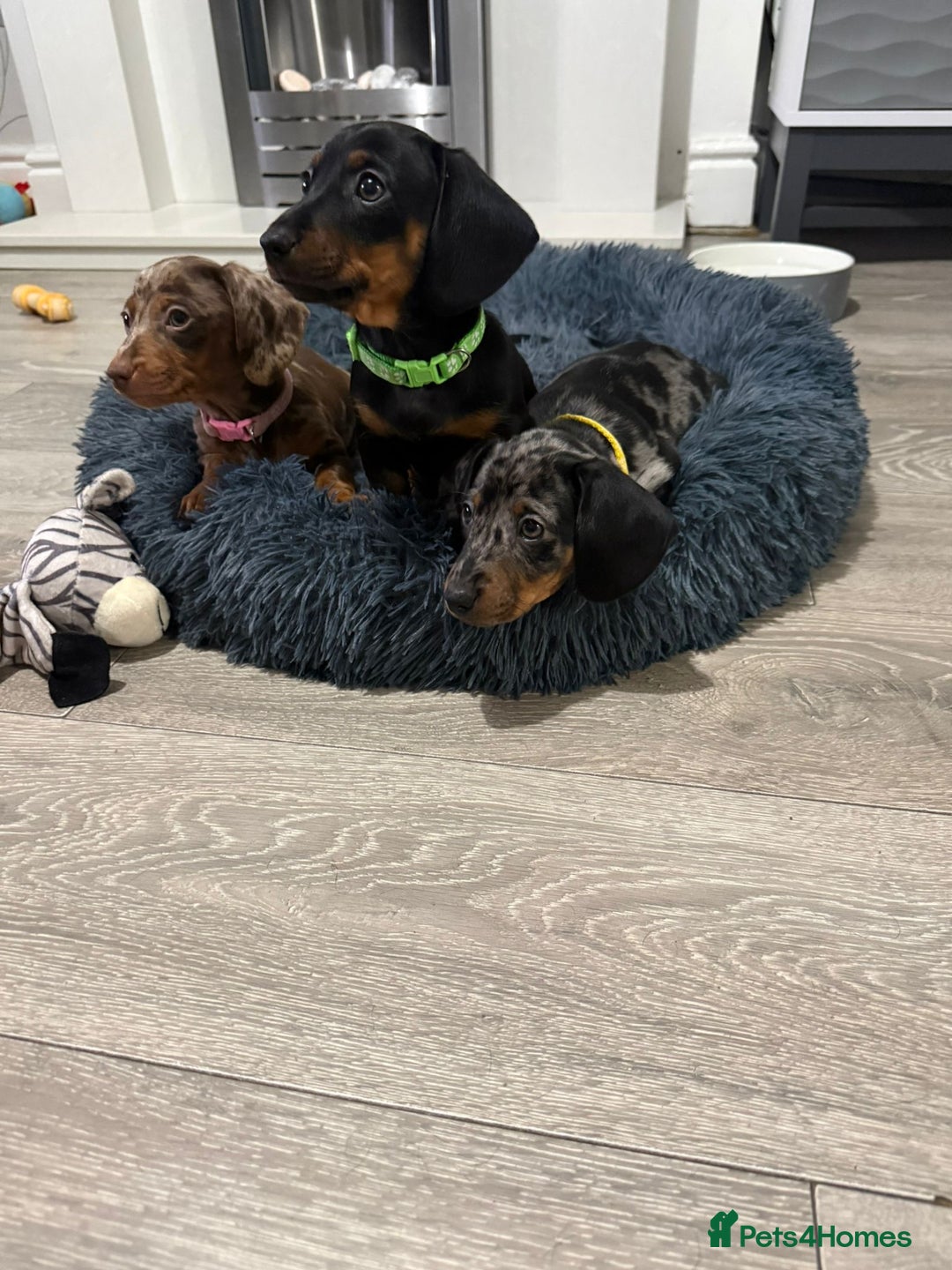 Miniature Dachshund dogs for sale: 8 Week Old Miniature Dachshund Puppies  - Advert 20