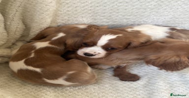 Cavalier King Charles Spaniel dogs - Advert 5