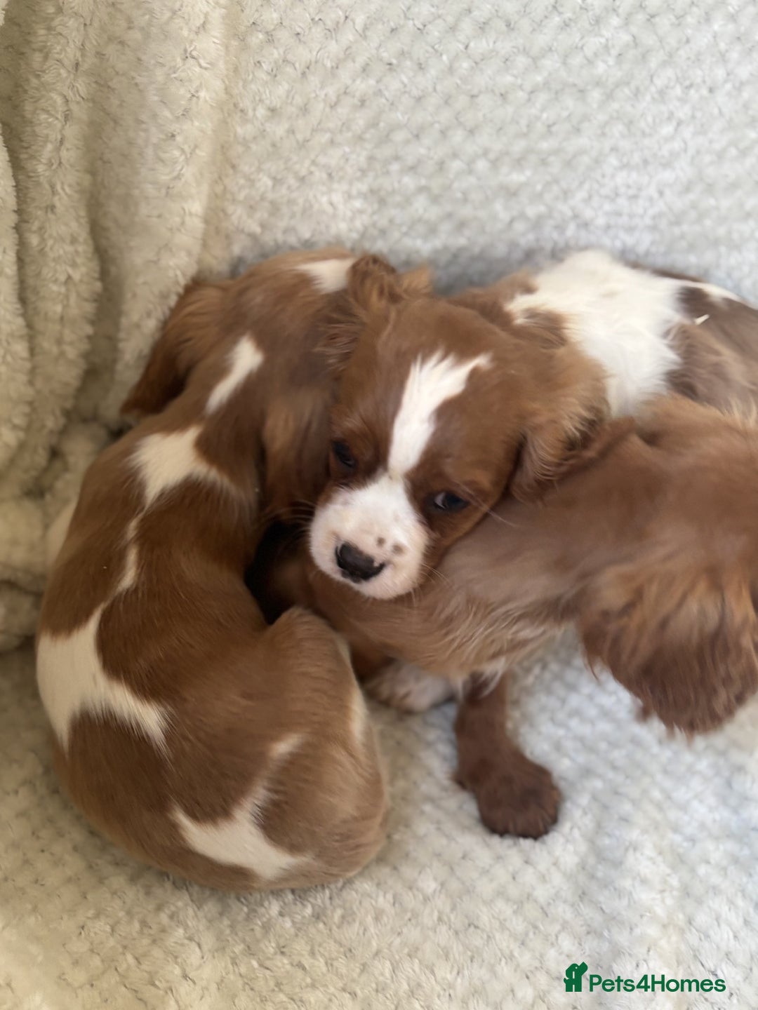 Cavalier King Charles Spaniel dogs for sale: Cavalier King Charles Spaniel Puppies ready now!!! - Image 5