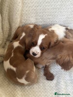 Cavalier King Charles Spaniel dogs - Advert 5