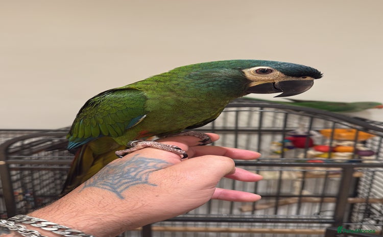 Macaws birds - Advert 1